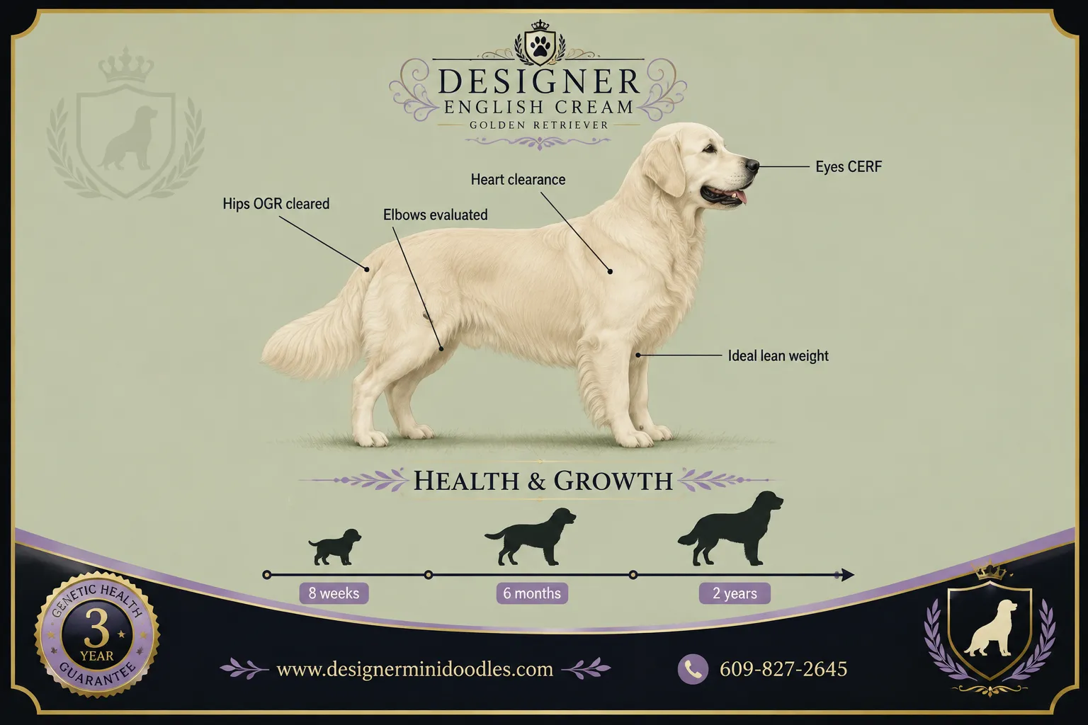 english cream golden retriever puppies Dallas