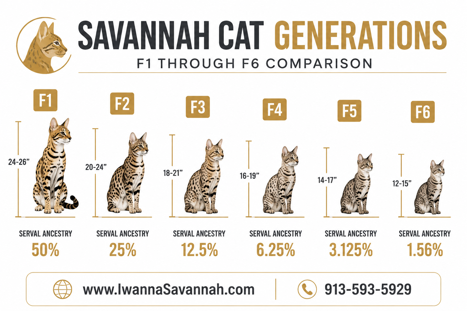 Savannah Cat Generations