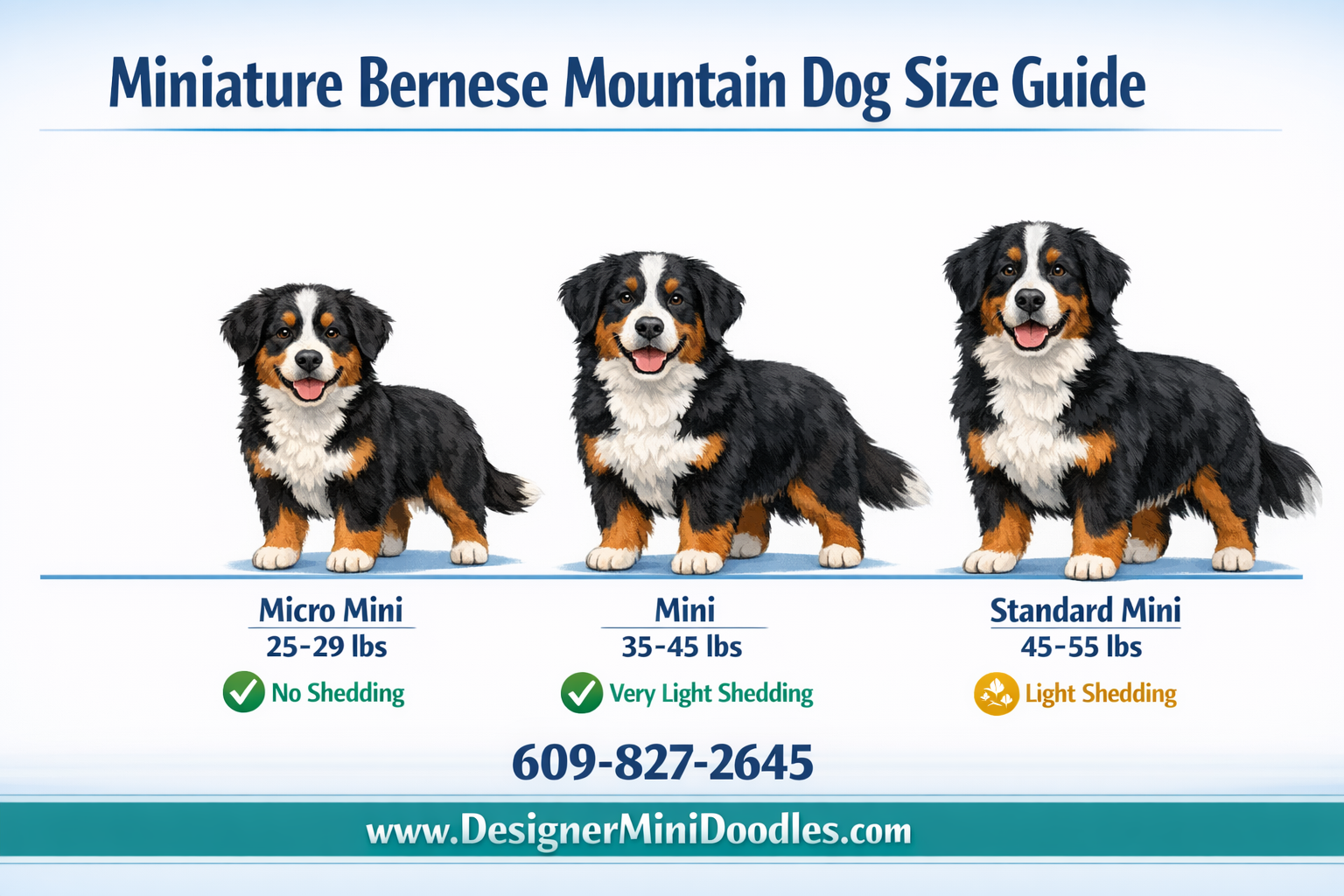 mini bernese mountain dog size