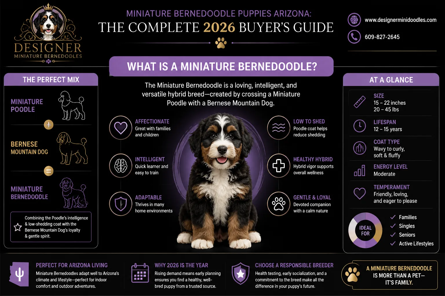 miniature bernedoodle puppies Arizona