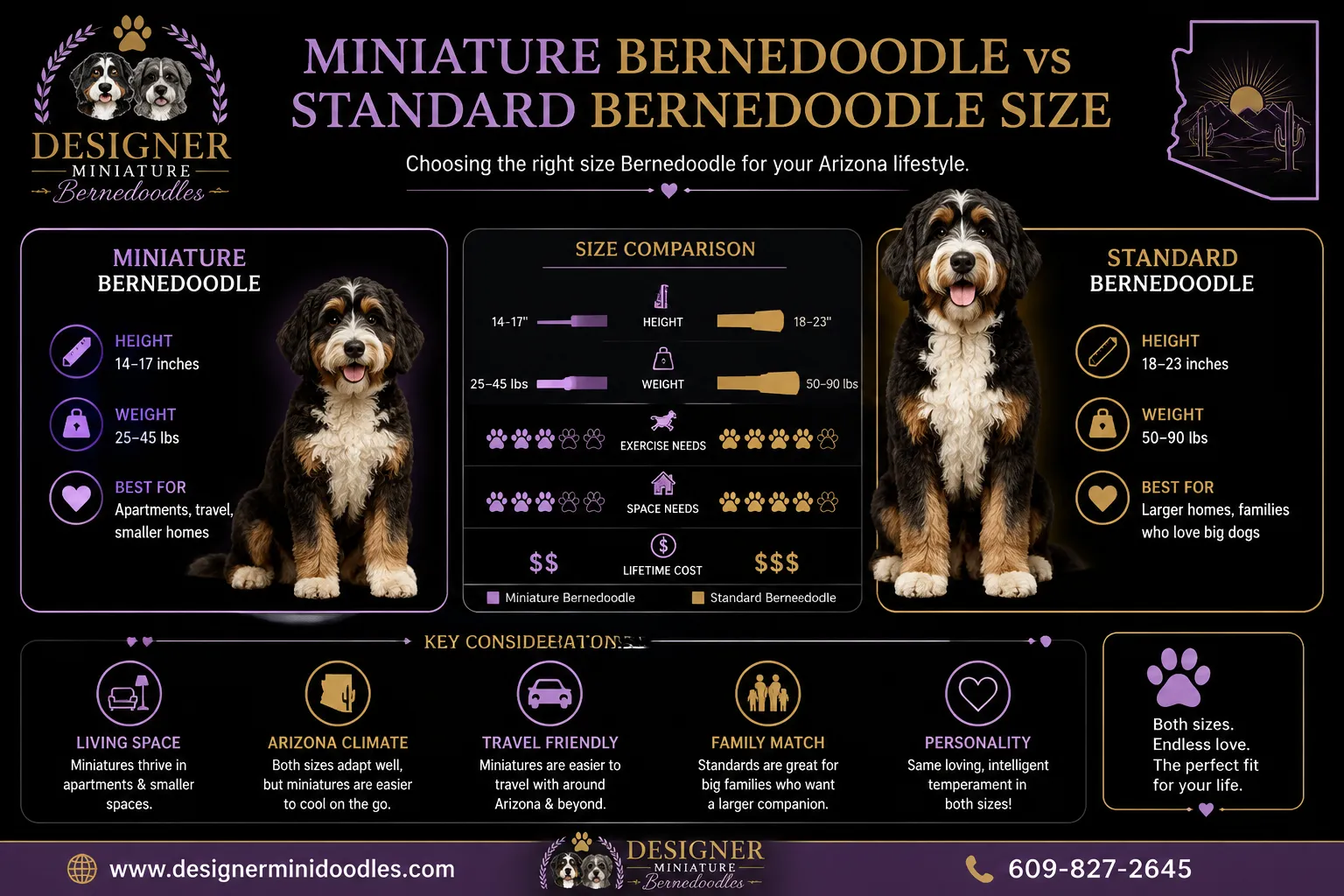 miniature bernedoodle puppies Arizona