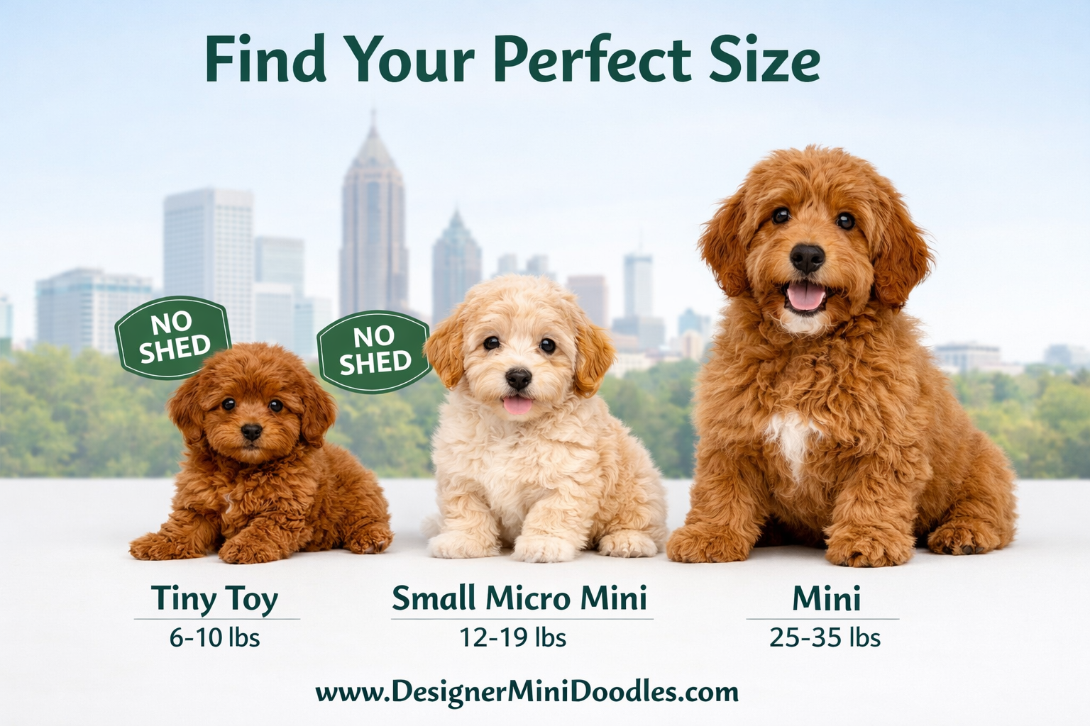 () infographic-style image showing three mini goldendoodle puppies of different sizes side by side on a clean white surface