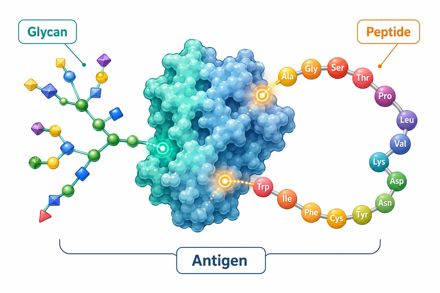 Bright isometric scientific illustration showing a glycoprotein molecule with branching sugar chains on the left and a