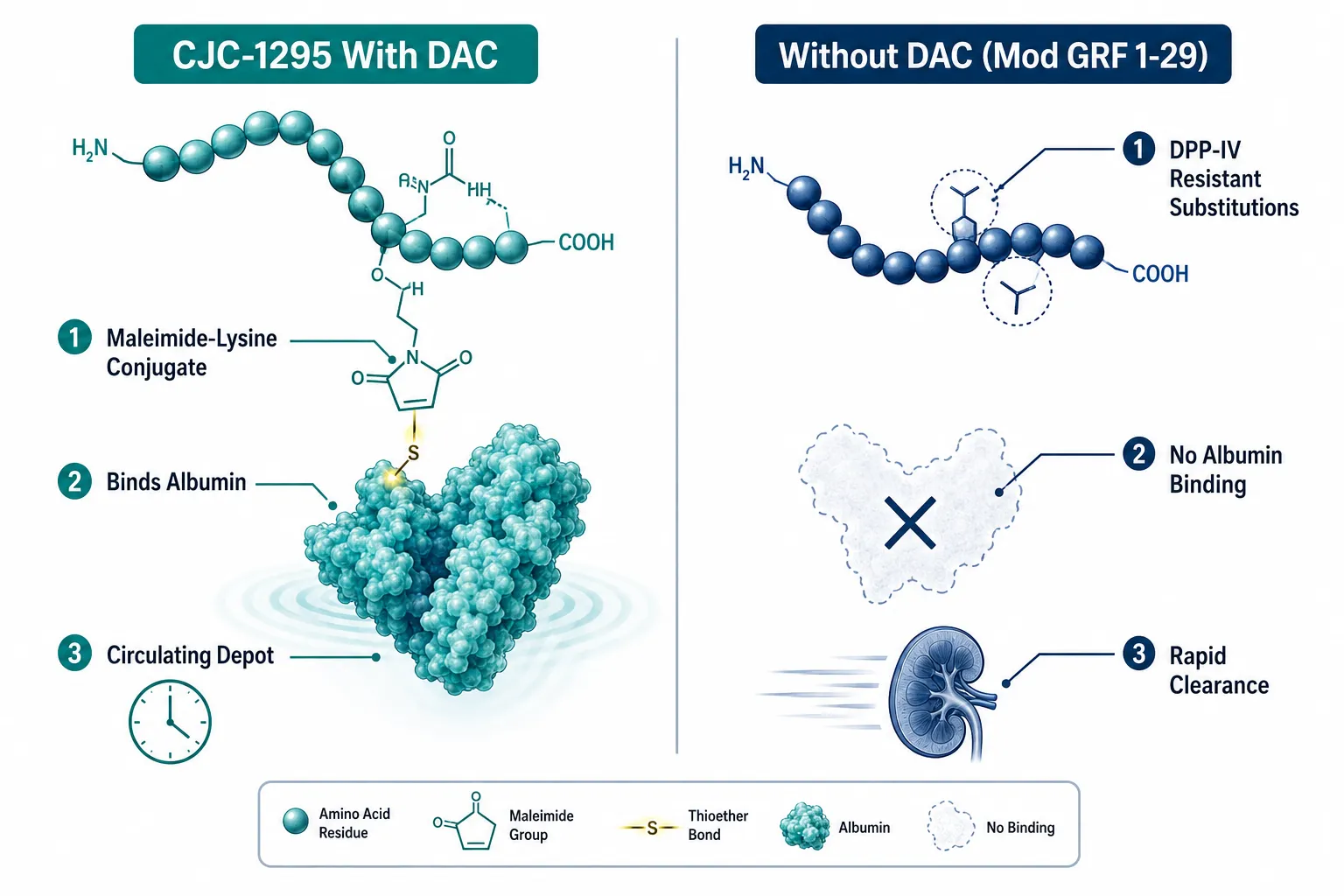The Core Structural Difference: Albumin Binding vs DPP-IV Resistance