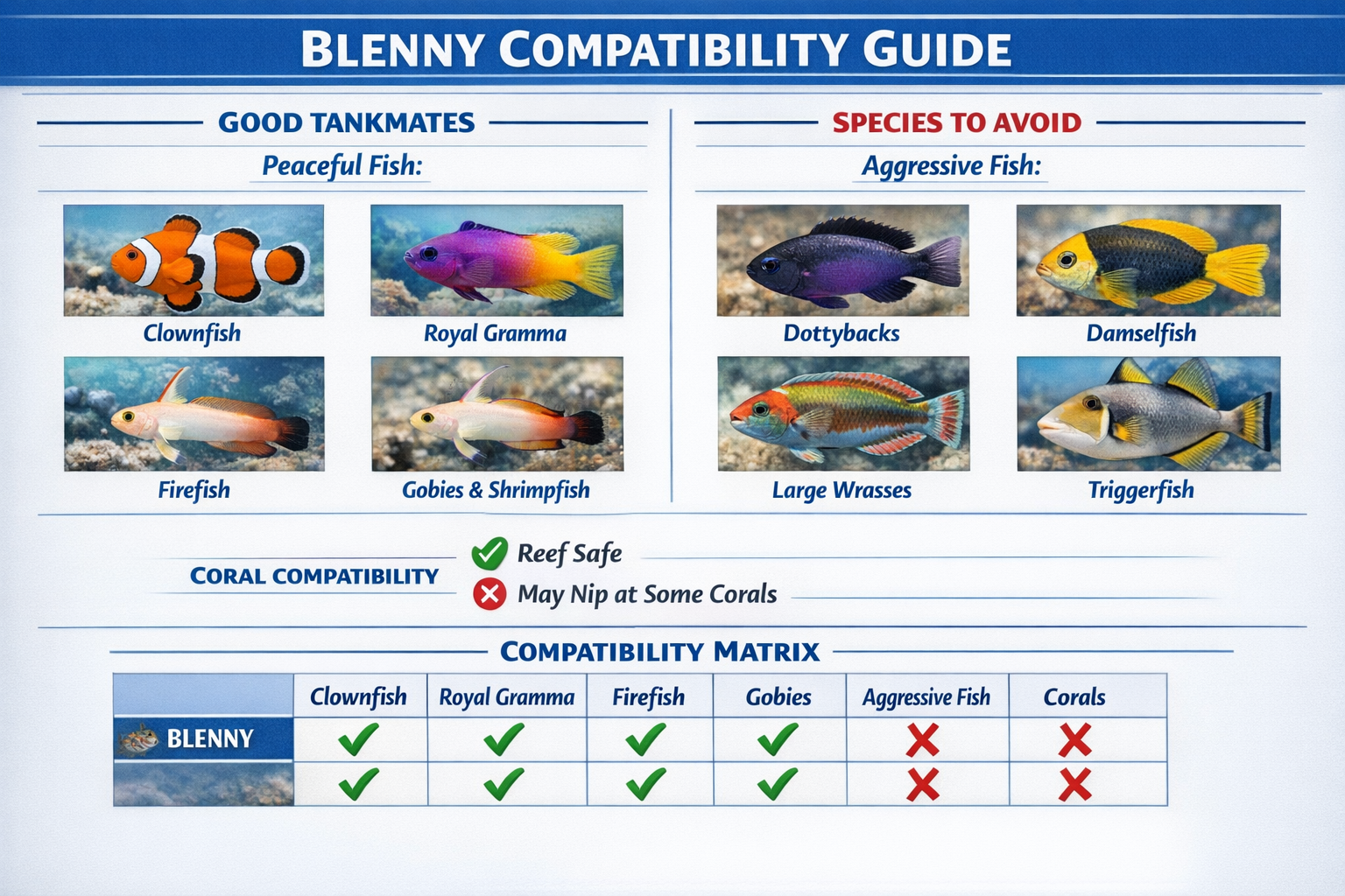 Split-screen comparison chart showing blenny compatibility with various tankmates including peaceful fish, aggressive species to avoid, cora
