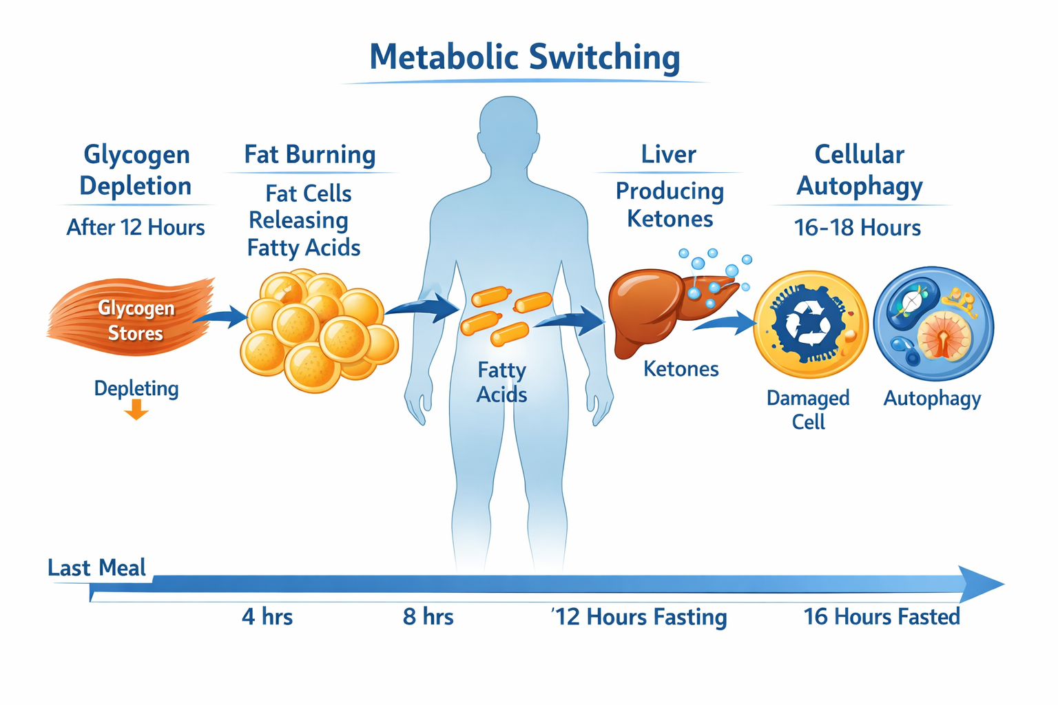 Detailed () scientific-style infographic illustration showing human body silhouette with metabolic switching diagram: