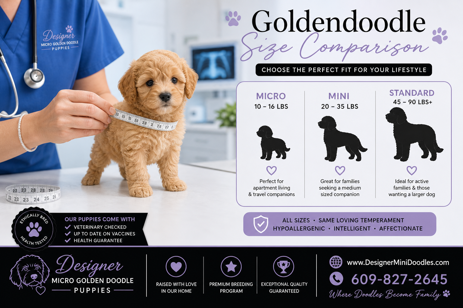 micro golden doodle puppies Sarasota