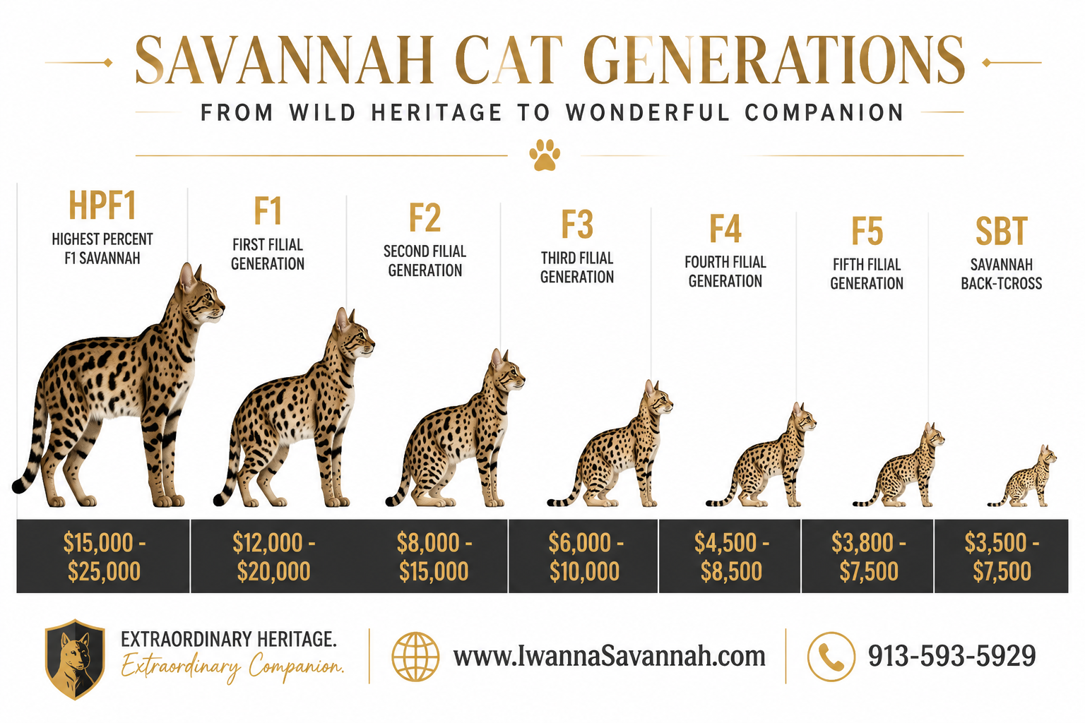 () infographic-style image showing a vertical generational chart of Savannah cat generations F1 through SBT with spotted cat