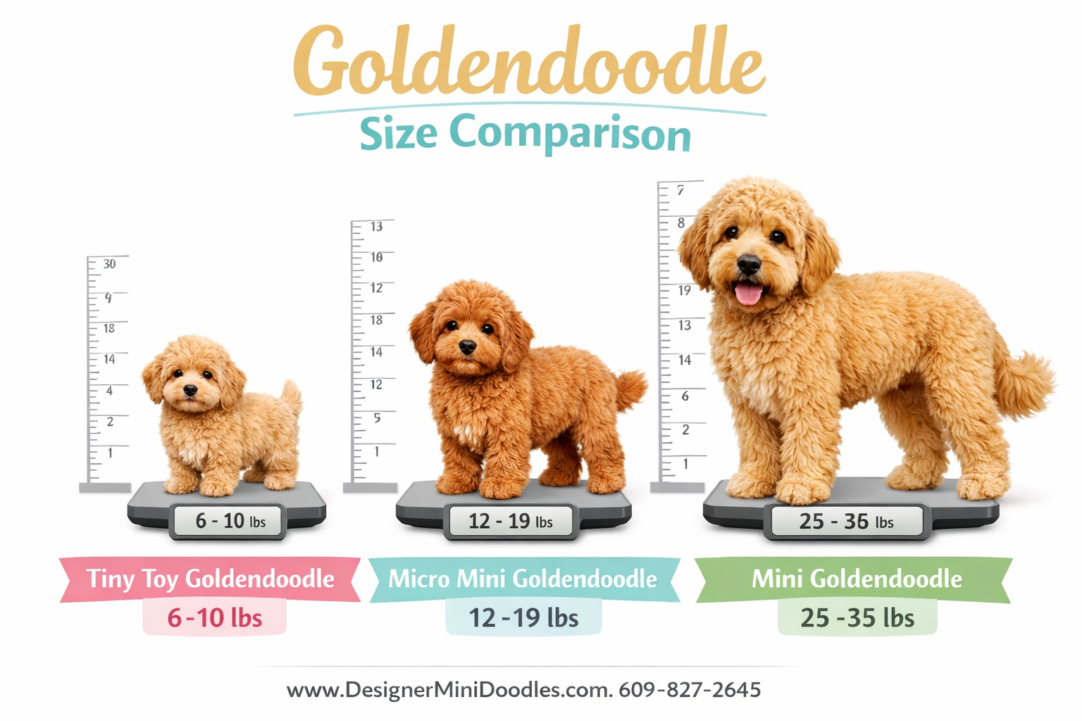 () informational image showing a size comparison chart of three goldendoodle sizes side by side: a tiny toy goldendoodle