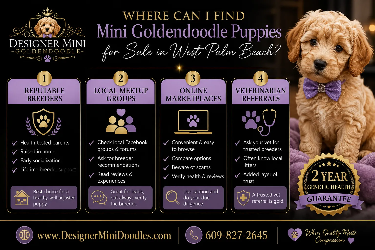 What Are Mini Goldendoodle Grooming Requirements?
