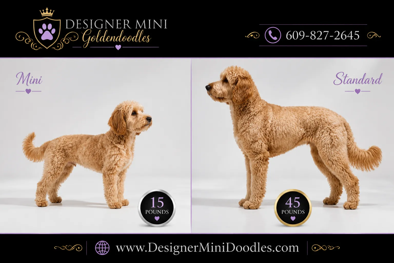 Mini Goldendoodles vs Mini Labradoodles: Which Is Right for You?