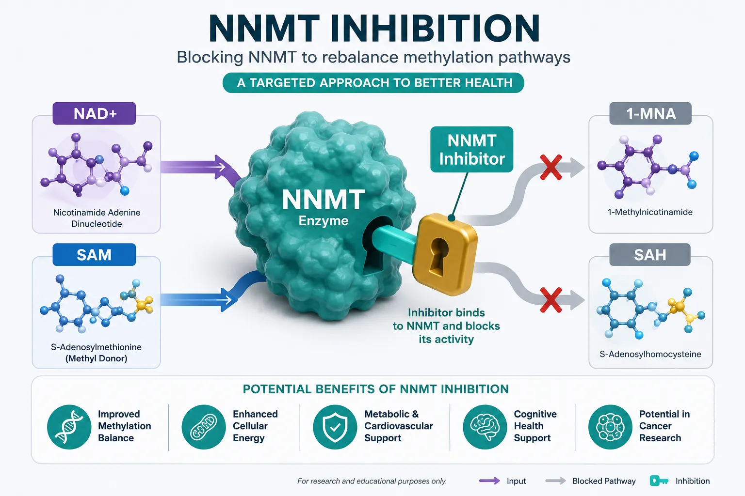The Core Mechanism: NNMT Inhibition and NAD+ Restoration