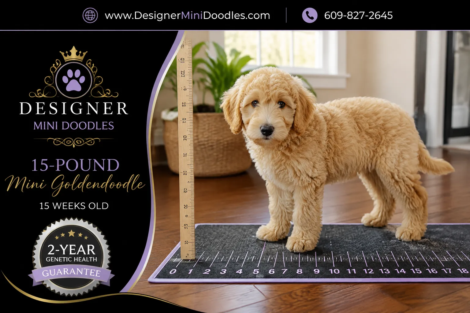 mini goldendoodles Long Island