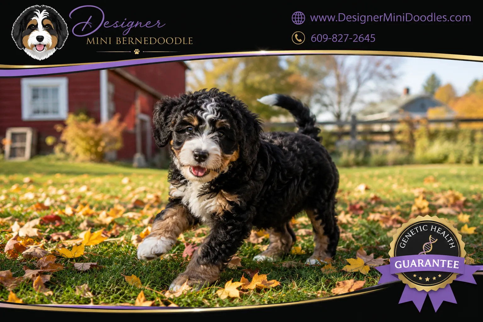 mini bernedoodles for sale Maine