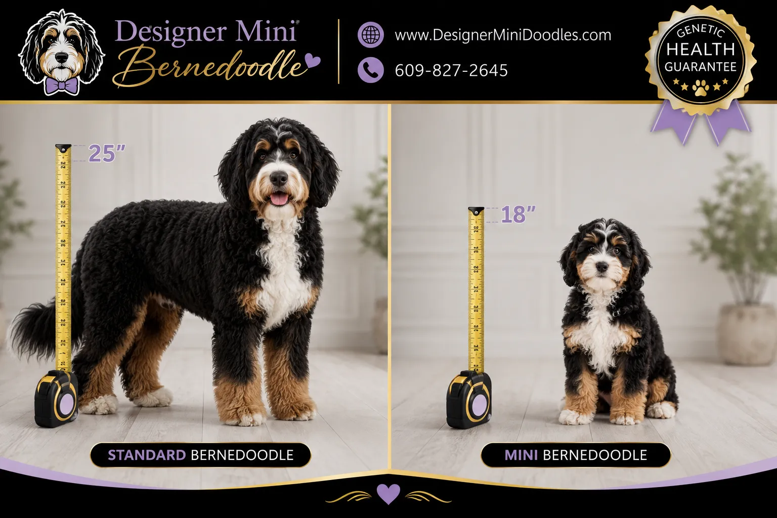 mini bernedoodles for sale Maine