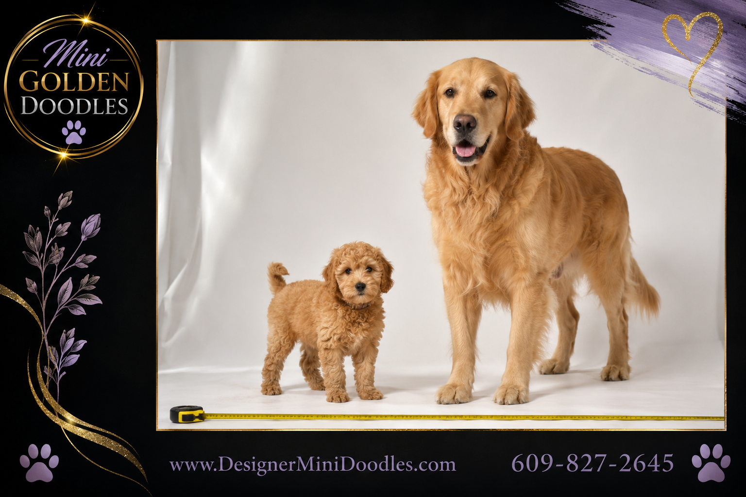 mini golden doodles Florida