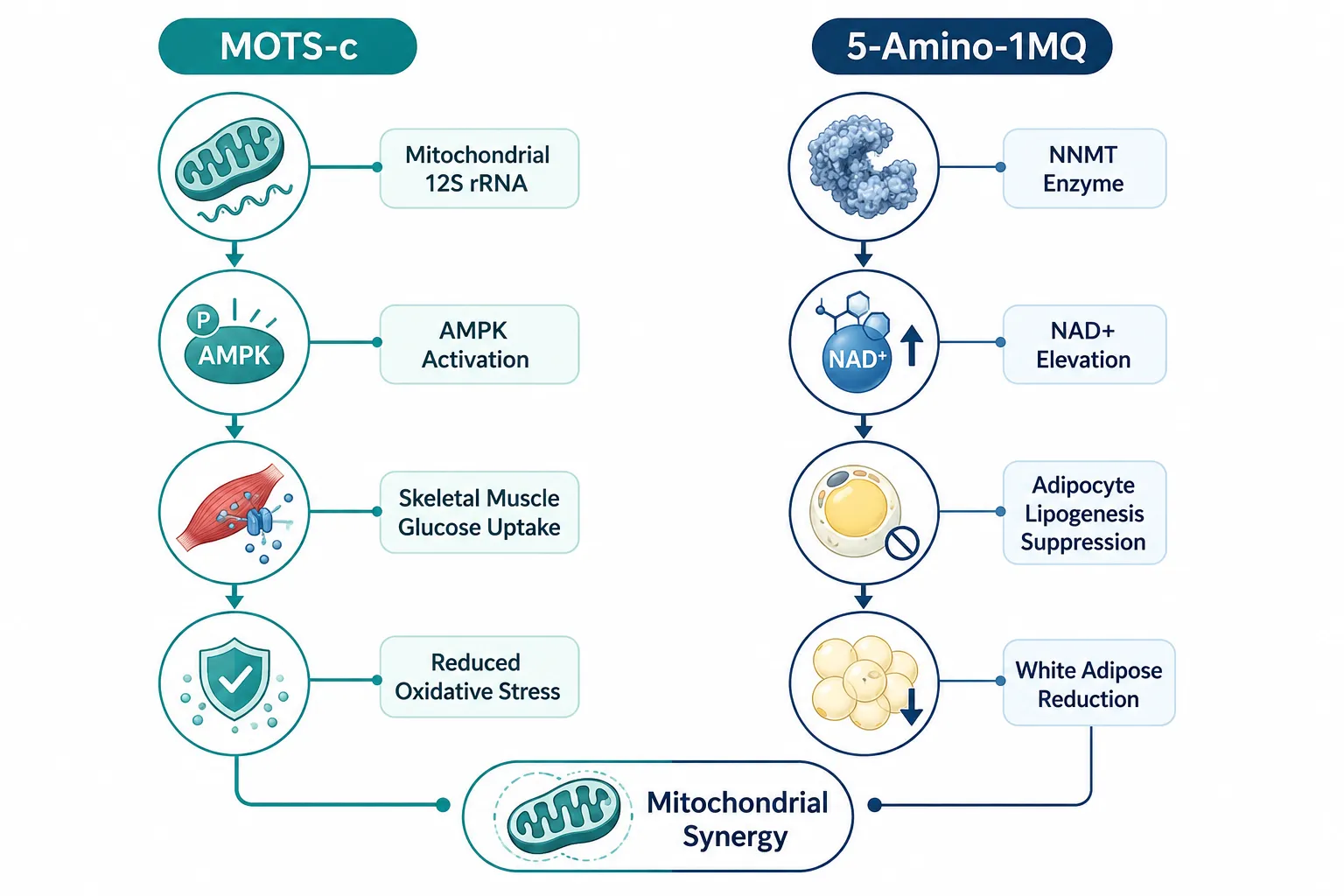 Understanding MOTS-c: A Mitochondrial Peptide With Broad Metabolic Reach