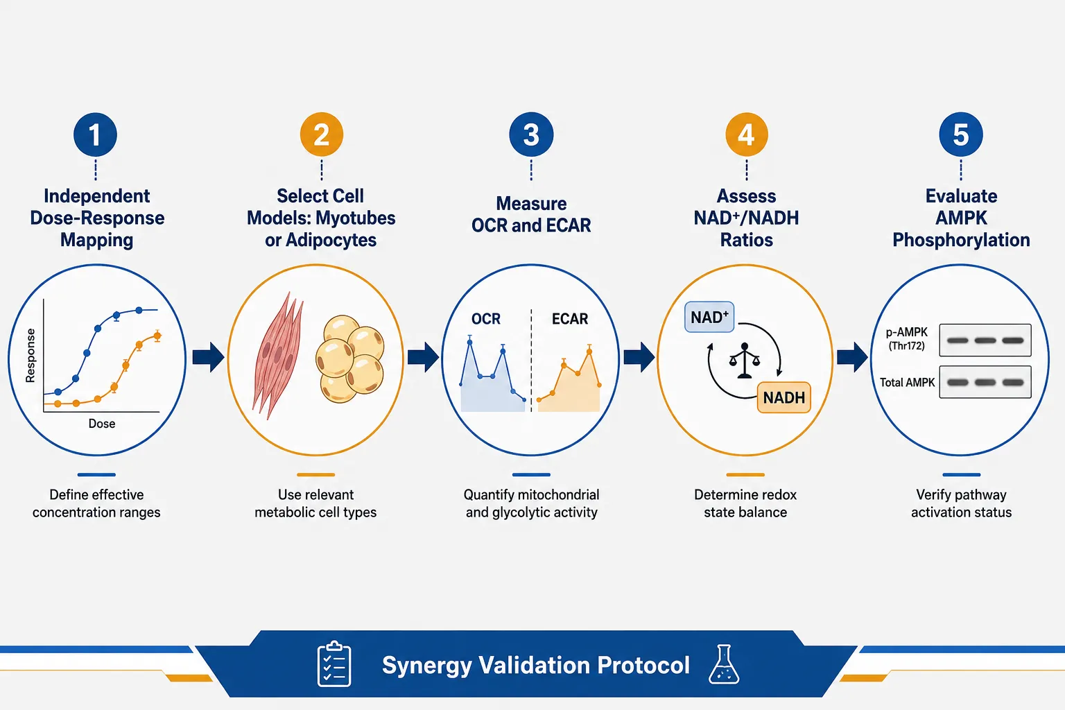 The Case for MOTS-c and 5-Amino-1MQ Synergy: Optimizing Mitochondrial Function and Metabolic Research