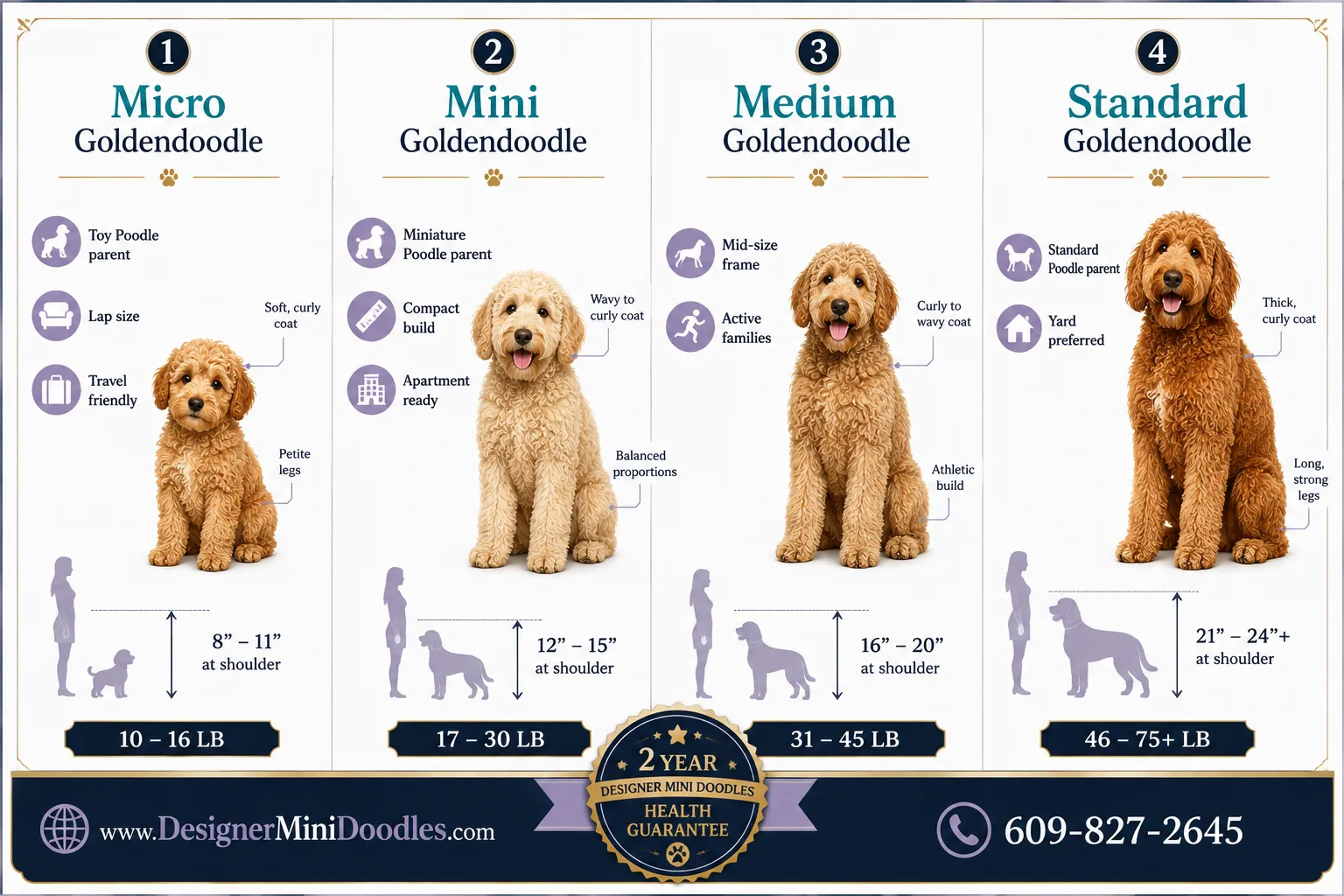 golden doodle mini for sale