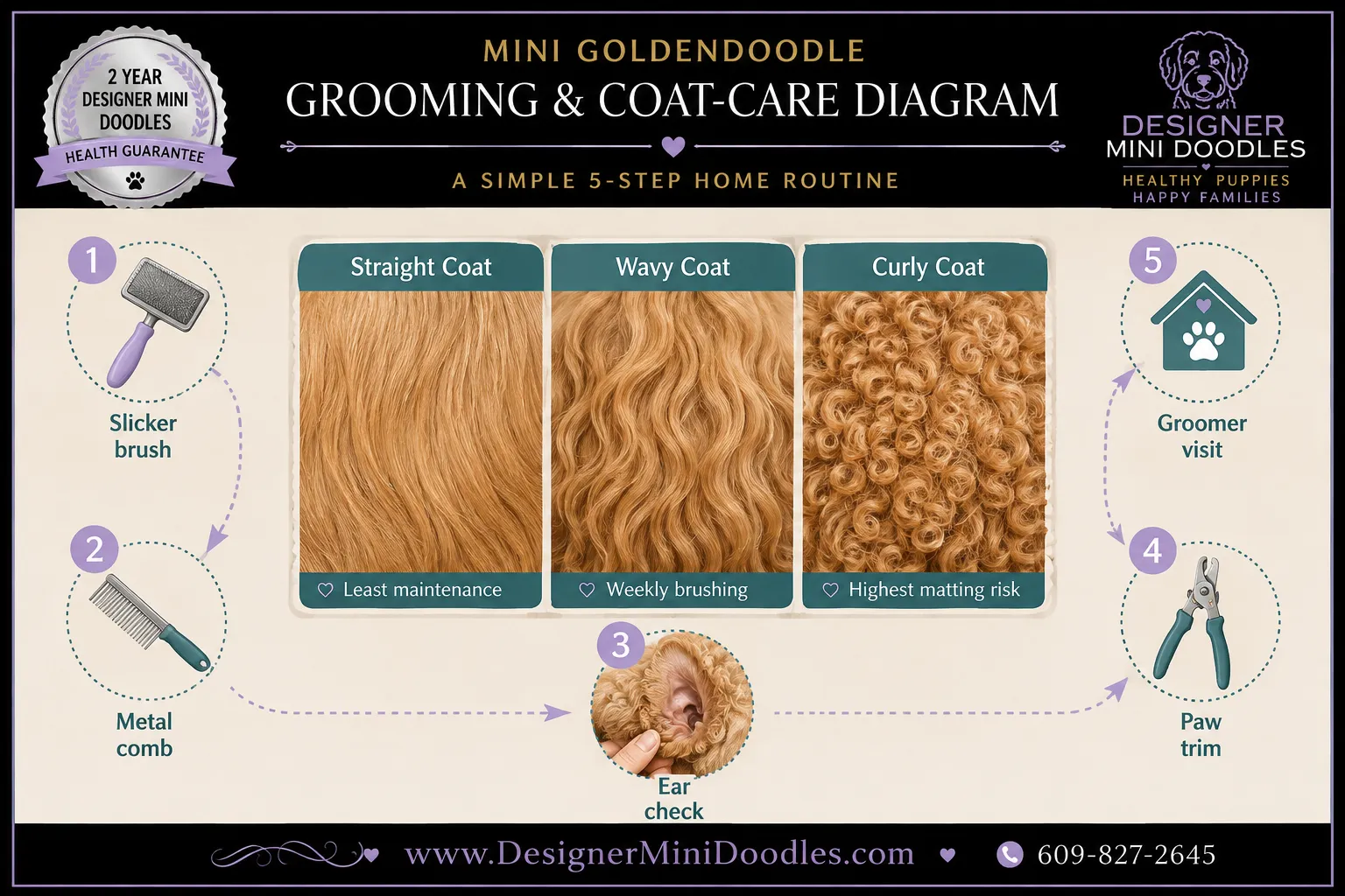 golden doodle mini for sale