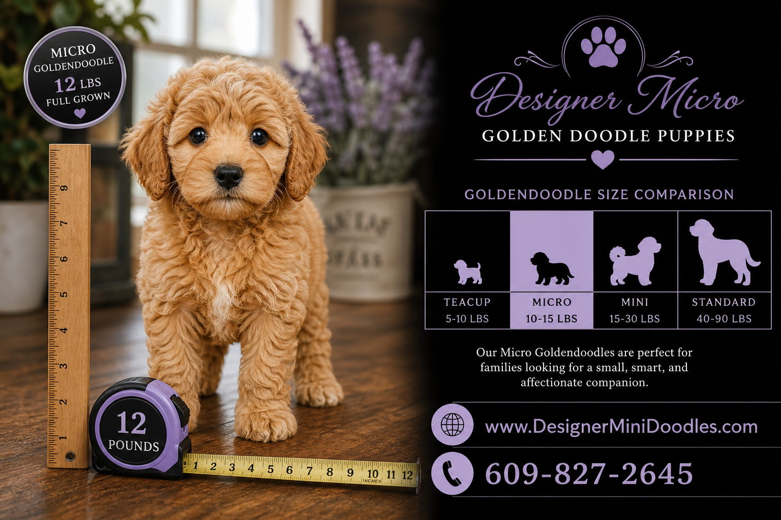 micro golden doodle puppies Naples