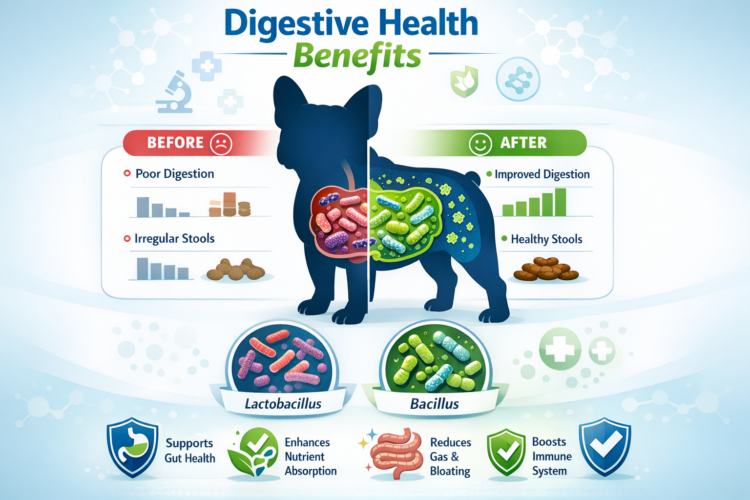 Portrait format (1024x1536) infographic showing digestive system benefits with French Bulldog silhouette, gut bacteria illustrations, before