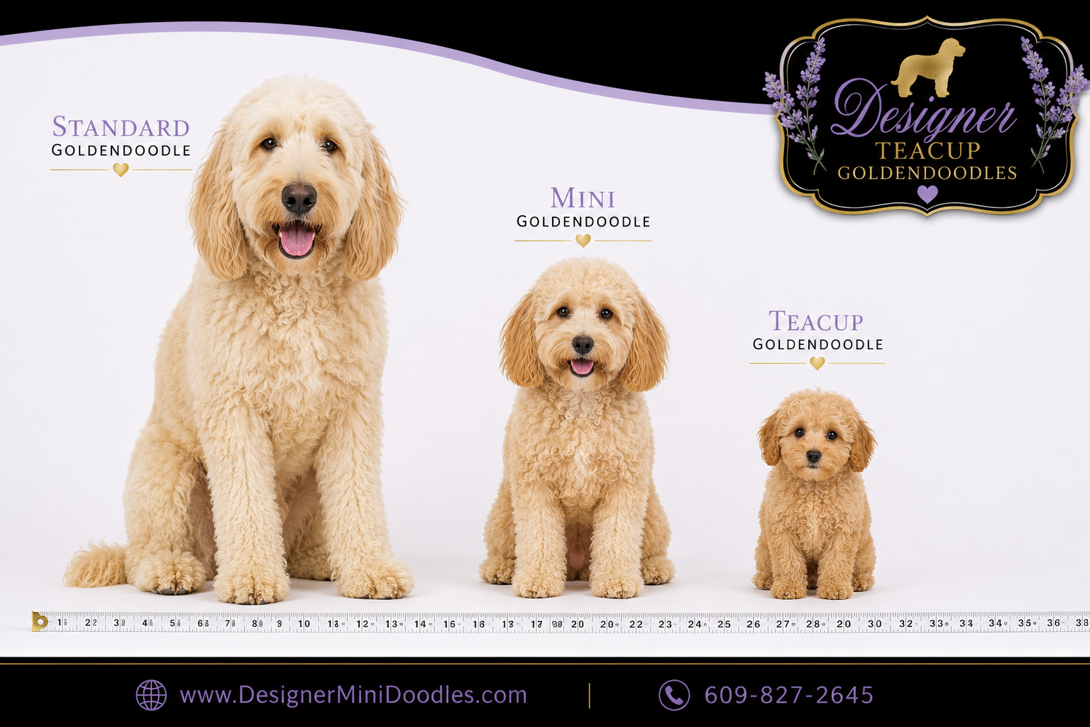 Texas Teacup Goldendoodle Price Chart