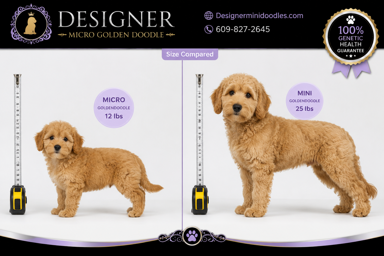 Micro Goldendoodle Price: How Much Do They Cost?