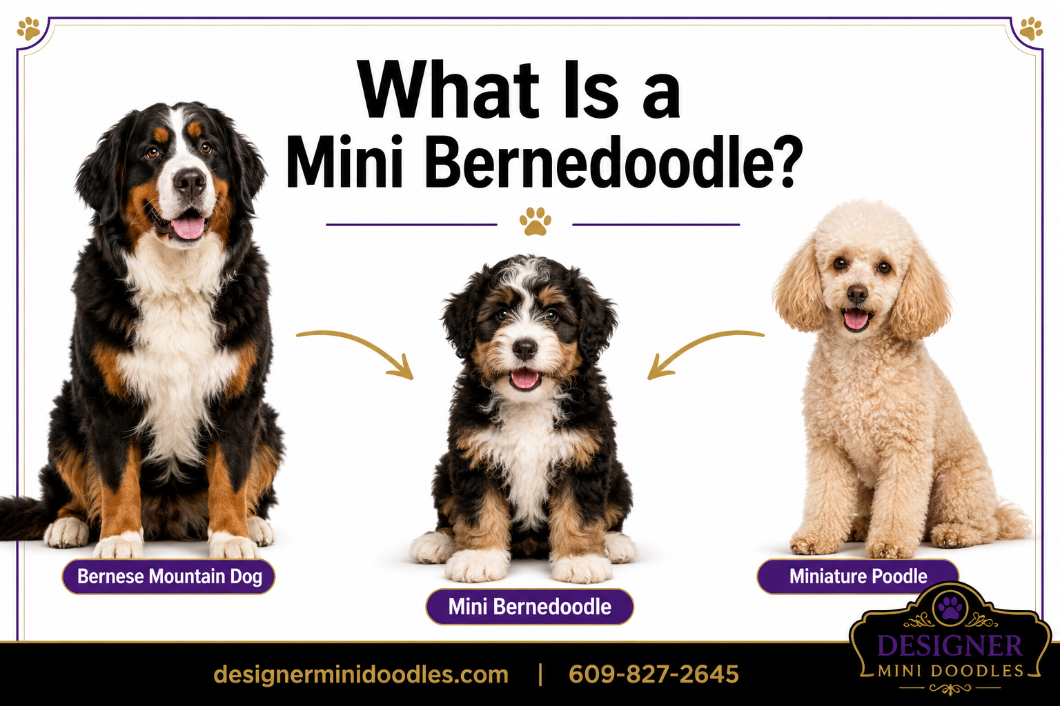 Mini Bernedoodle breeders in Ocala