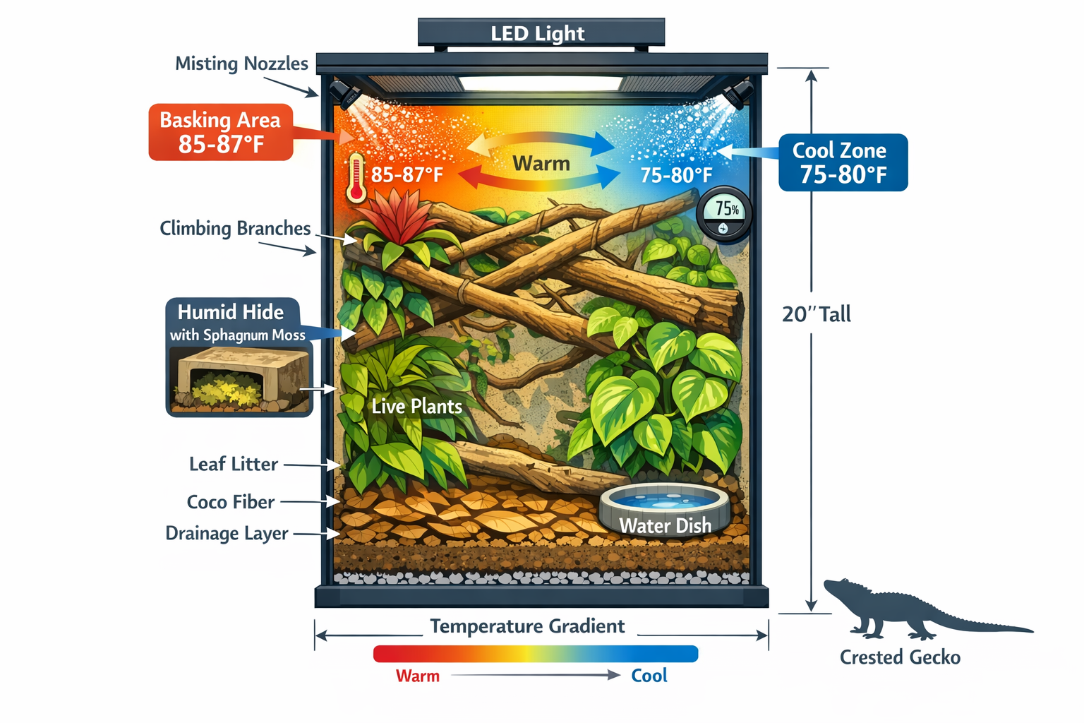 Landscape format (1536x1024) detailed terrarium setup diagram showing vertical 20-gallon enclosure with labeled zones: basking area at 85-87