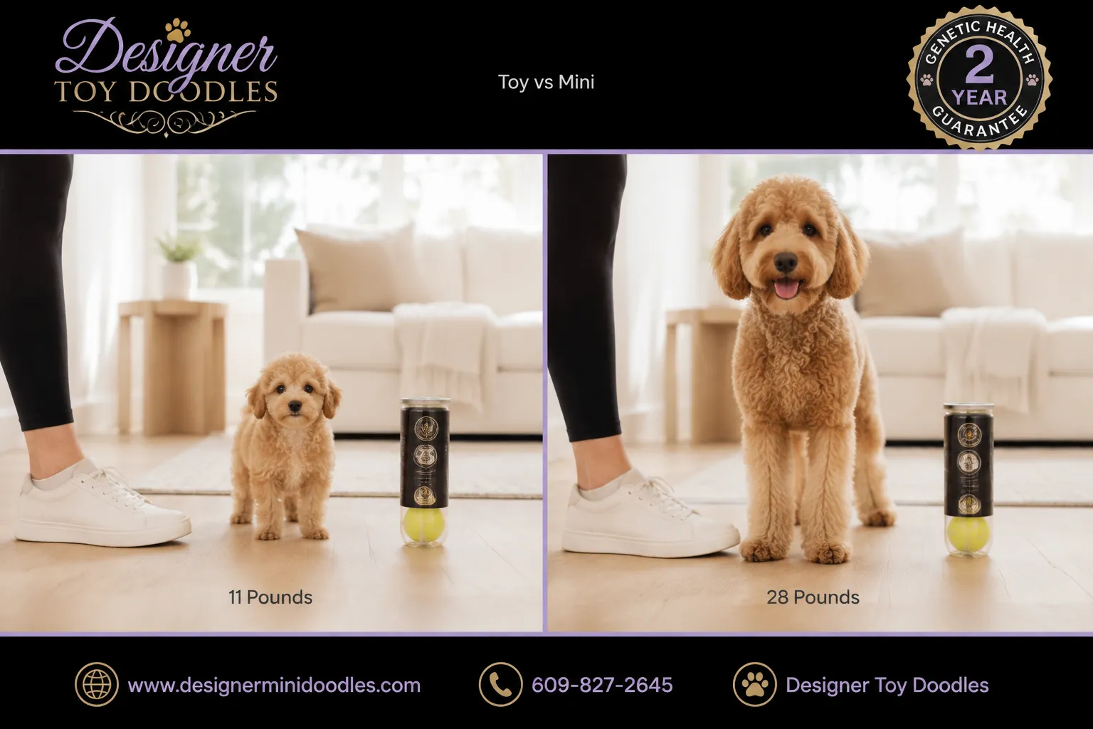 toy goldendoodles Carlsbad California