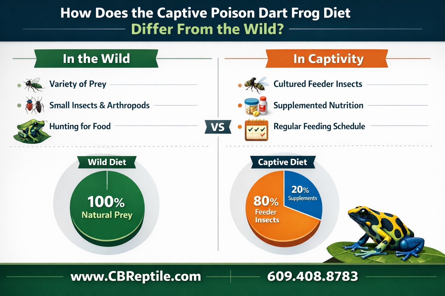 Professional infographic for article "Poison Dart Frog Diet: What They Eat in the Wild and in Captivity (2026 Guide)",