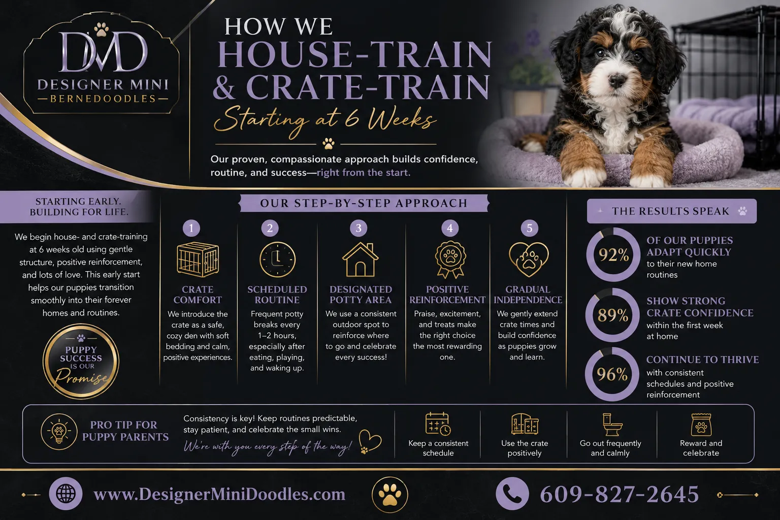 Crate Training mini bernedoodle