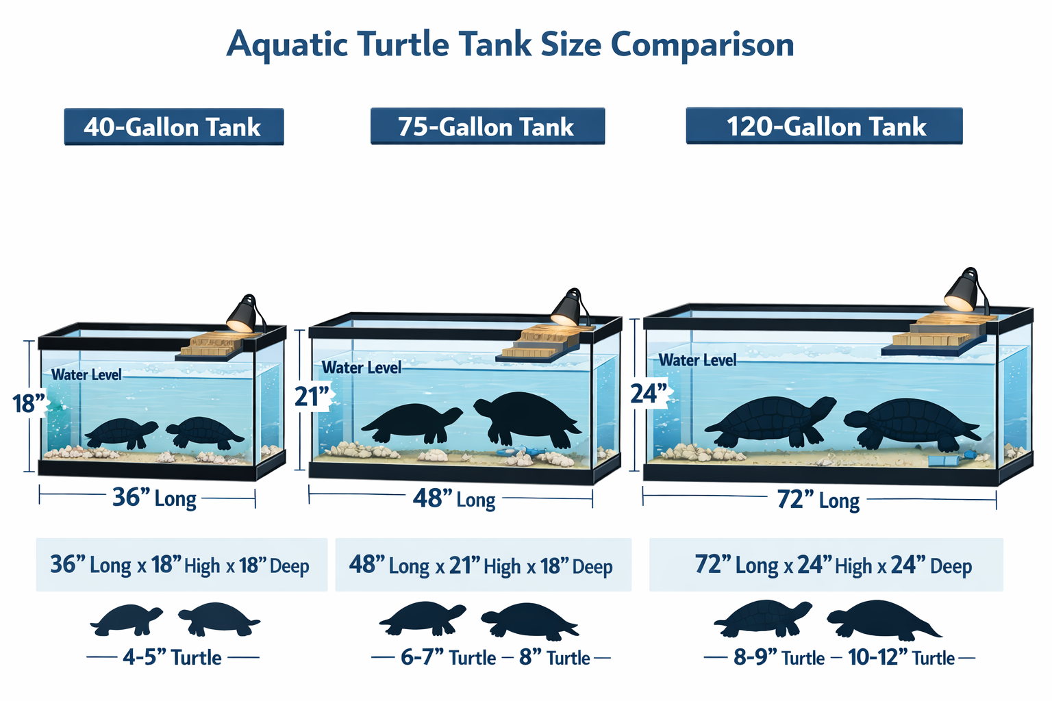 Detailed aquatic turtle tank size comparison chart showing 40-gallon, 75-gallon, and 120-gallon aquariums with dimensions labeled, turtle si