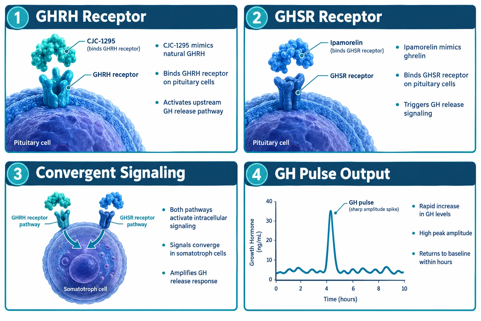Why the Peptide Form Changes Everything