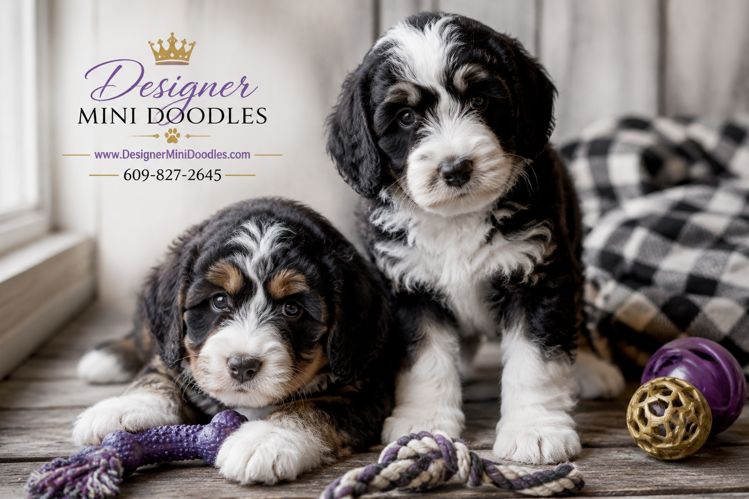 Where are reputable mini Bernedoodle breeders near me in Virginia?
