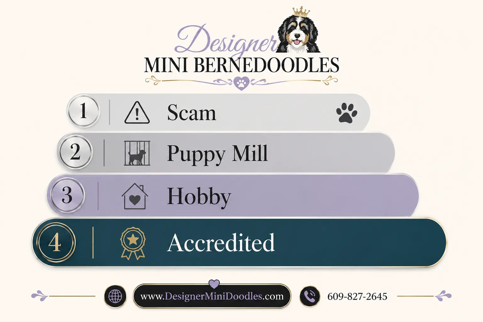 What Is the Lifespan of a Mini Bernedoodle?