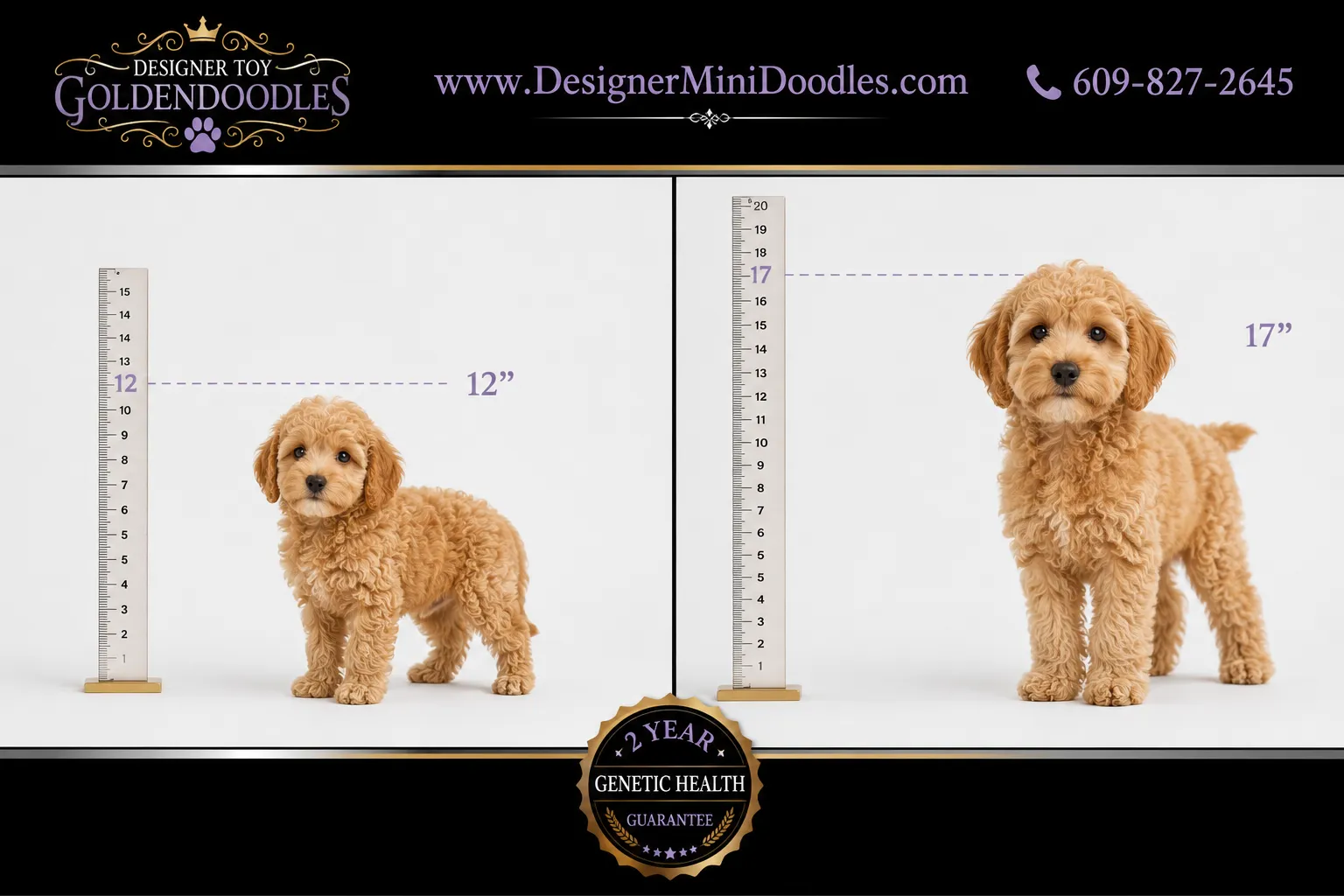 What Is a Toy Goldendoodle?