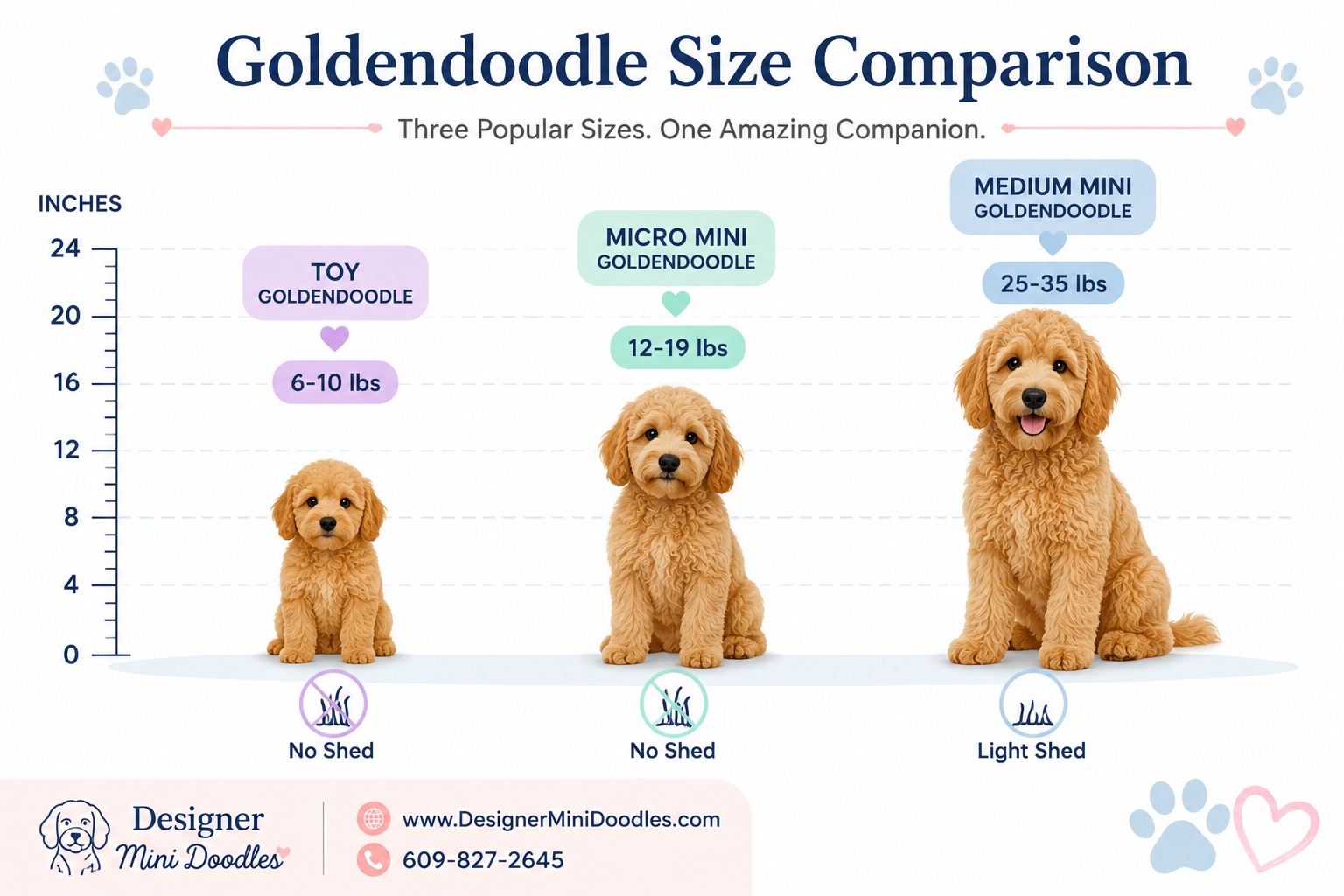 goldendoodle size guide