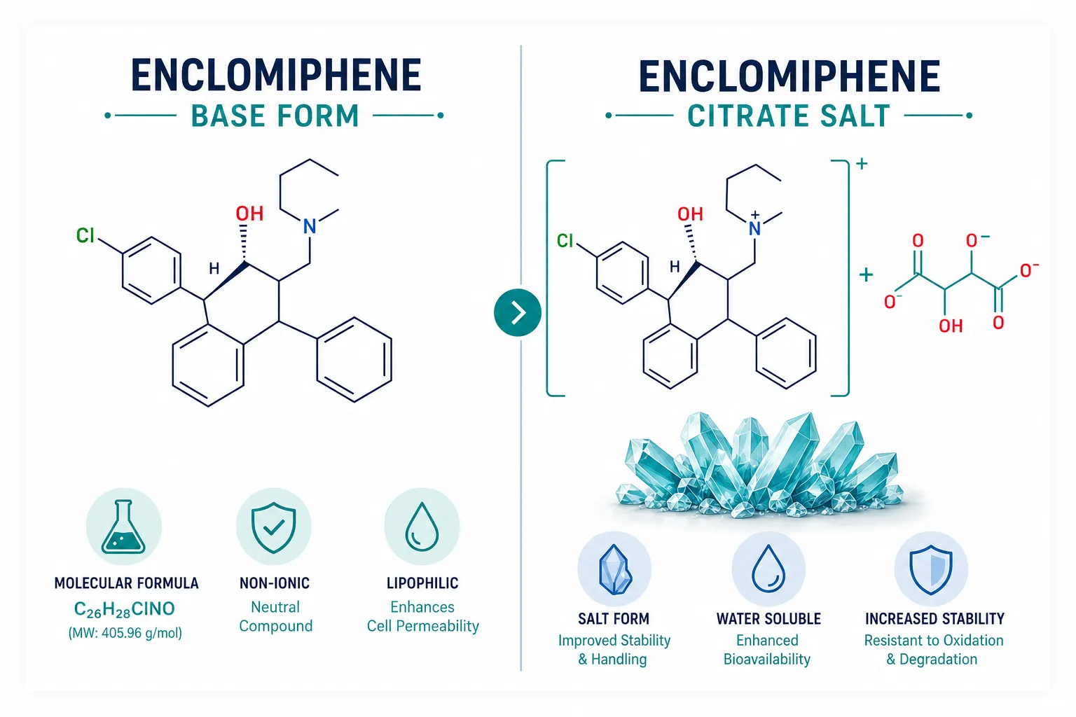 Split-screen editorial illustration (): left half shows a clean molecular diagram of enclomiphene base compound with short