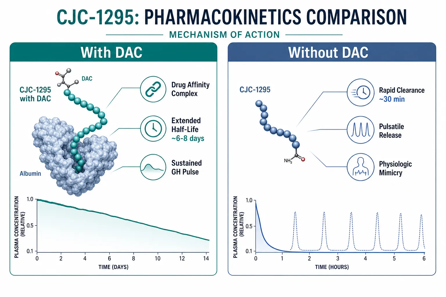 The Pharmacokinetic Foundation: DAC vs. Without DAC