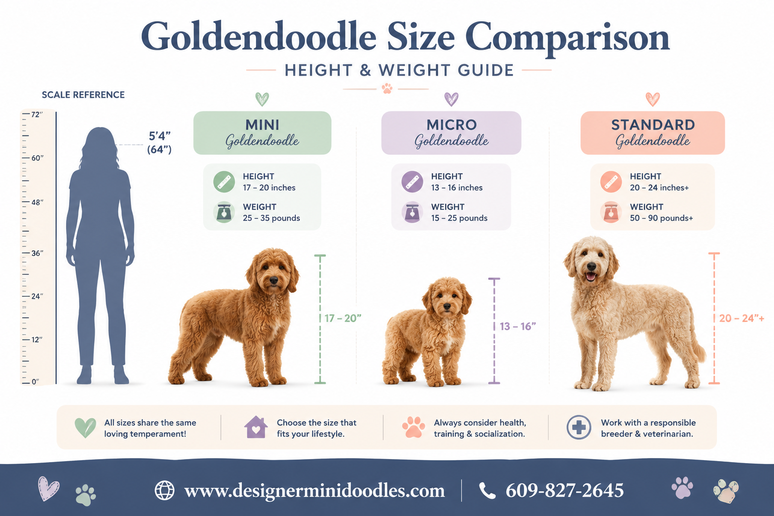 goldendoodle size chart