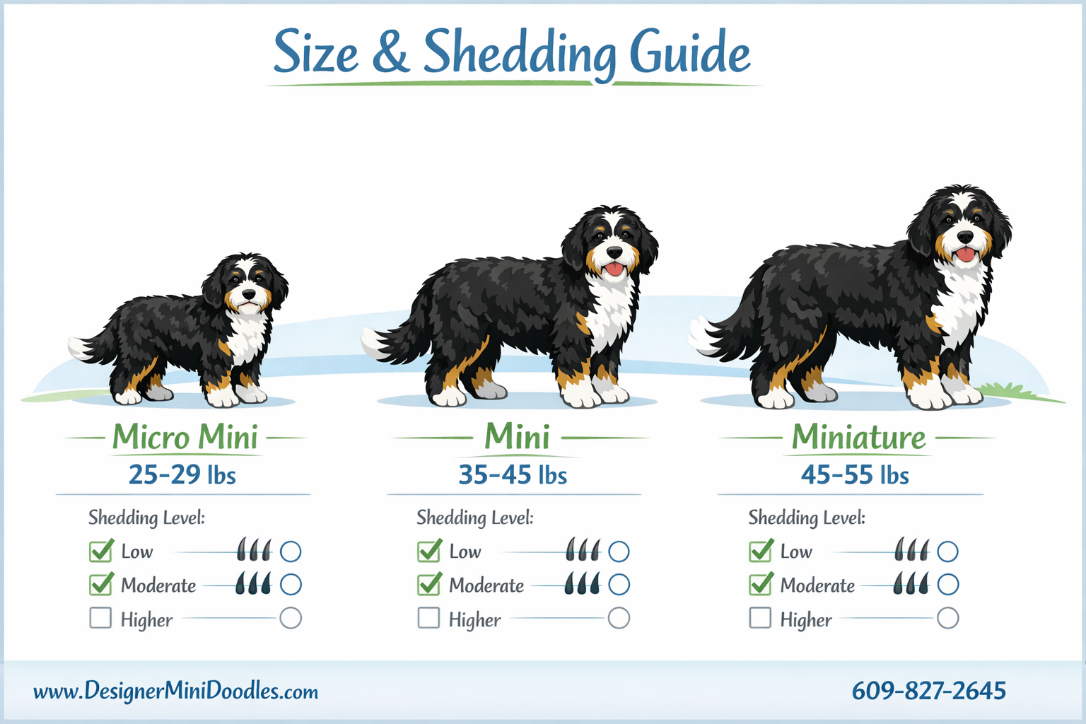 Detailed () infographic showing miniature bernedoodle size chart with three categories displayed as cute illustrated