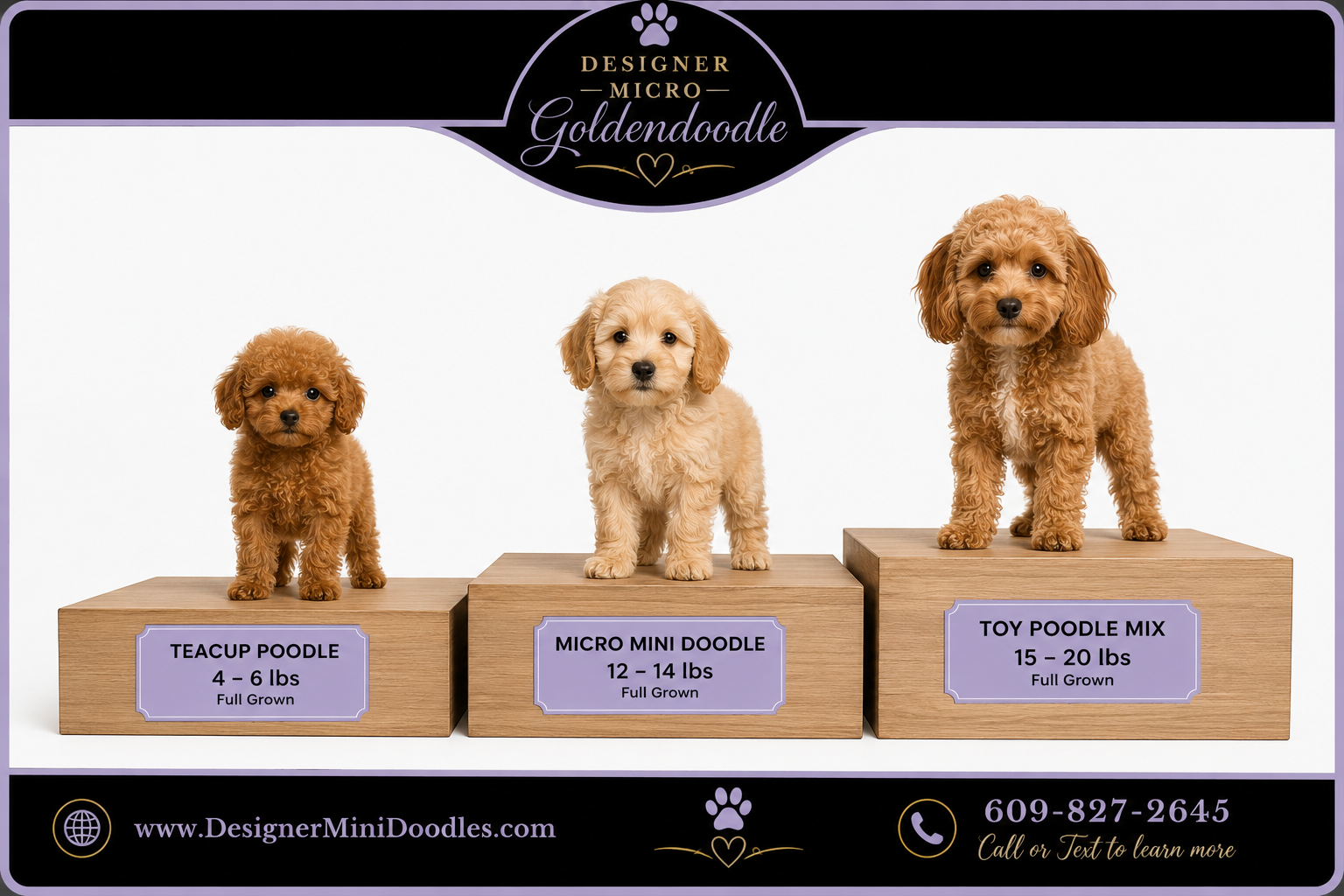 micro mini doodle puppies