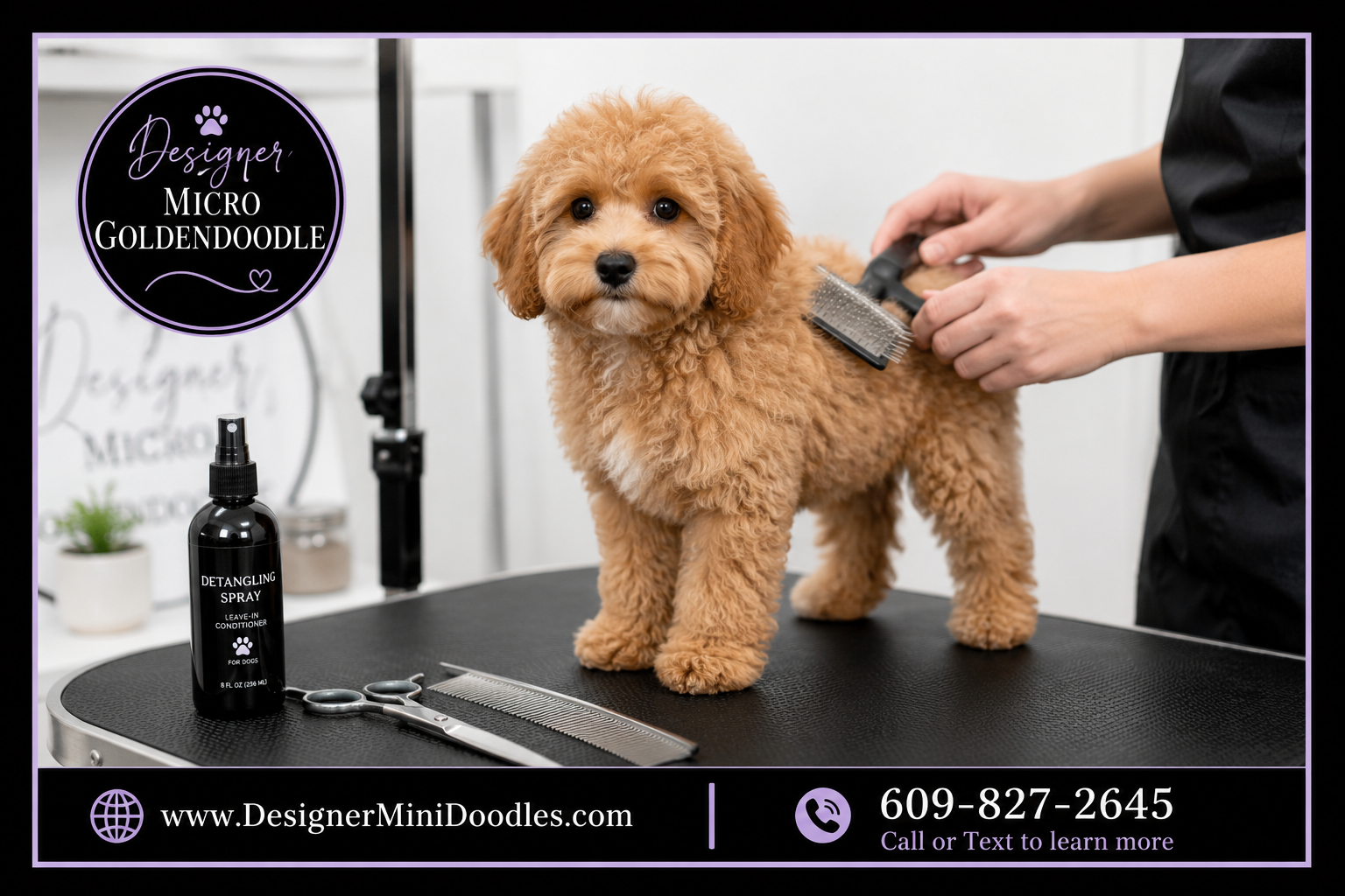 How Much Do Micro Mini Doodle Puppies Cost?