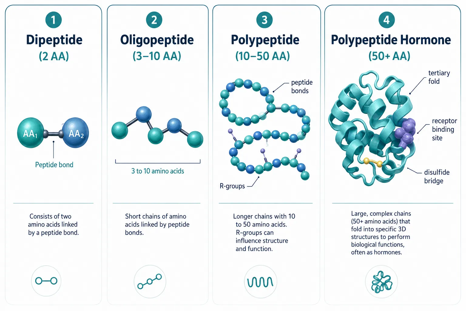 Classifying Peptides: Size, Structure, and Function