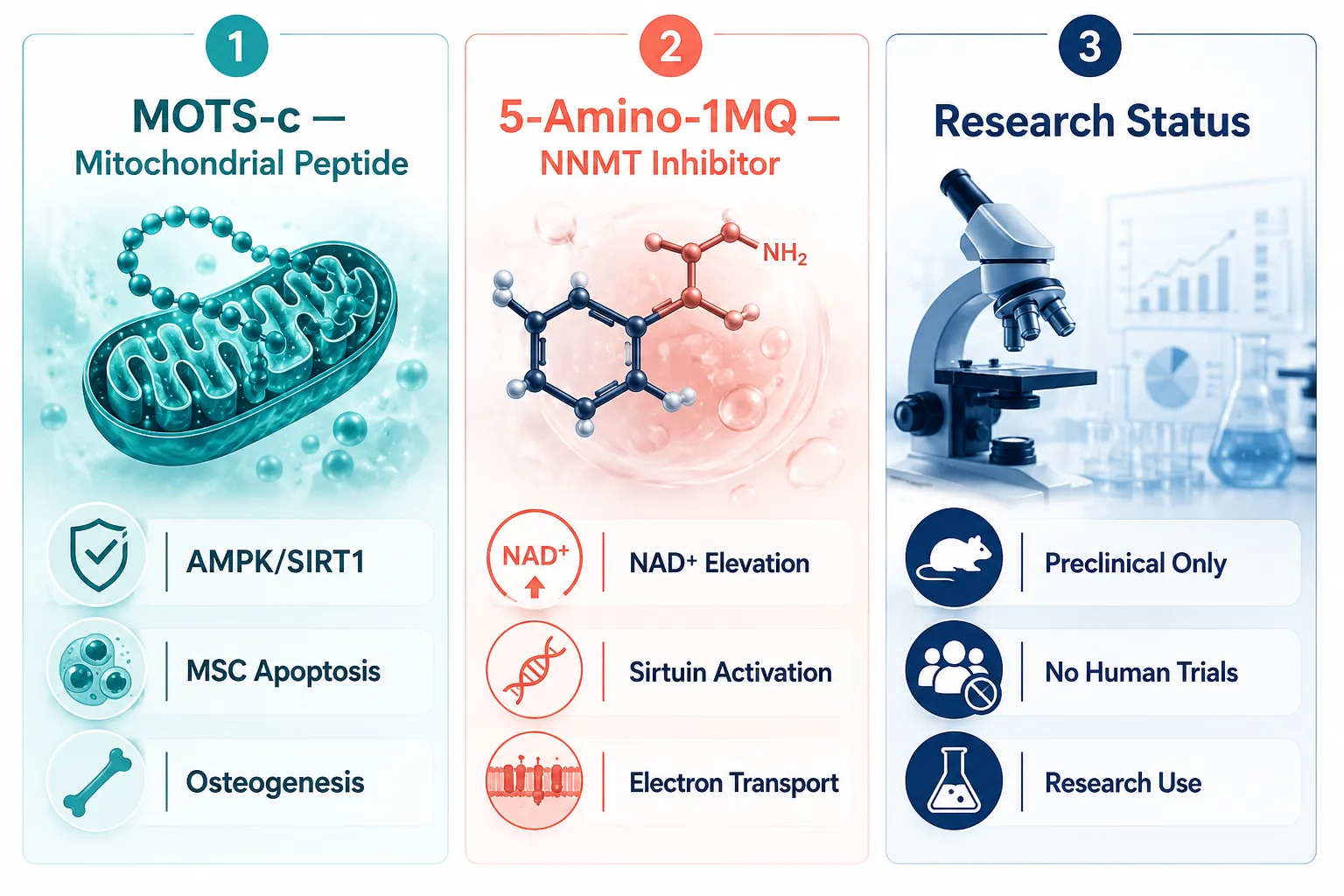 MOTS-c in Regenerative Cell Models: What the Data Show