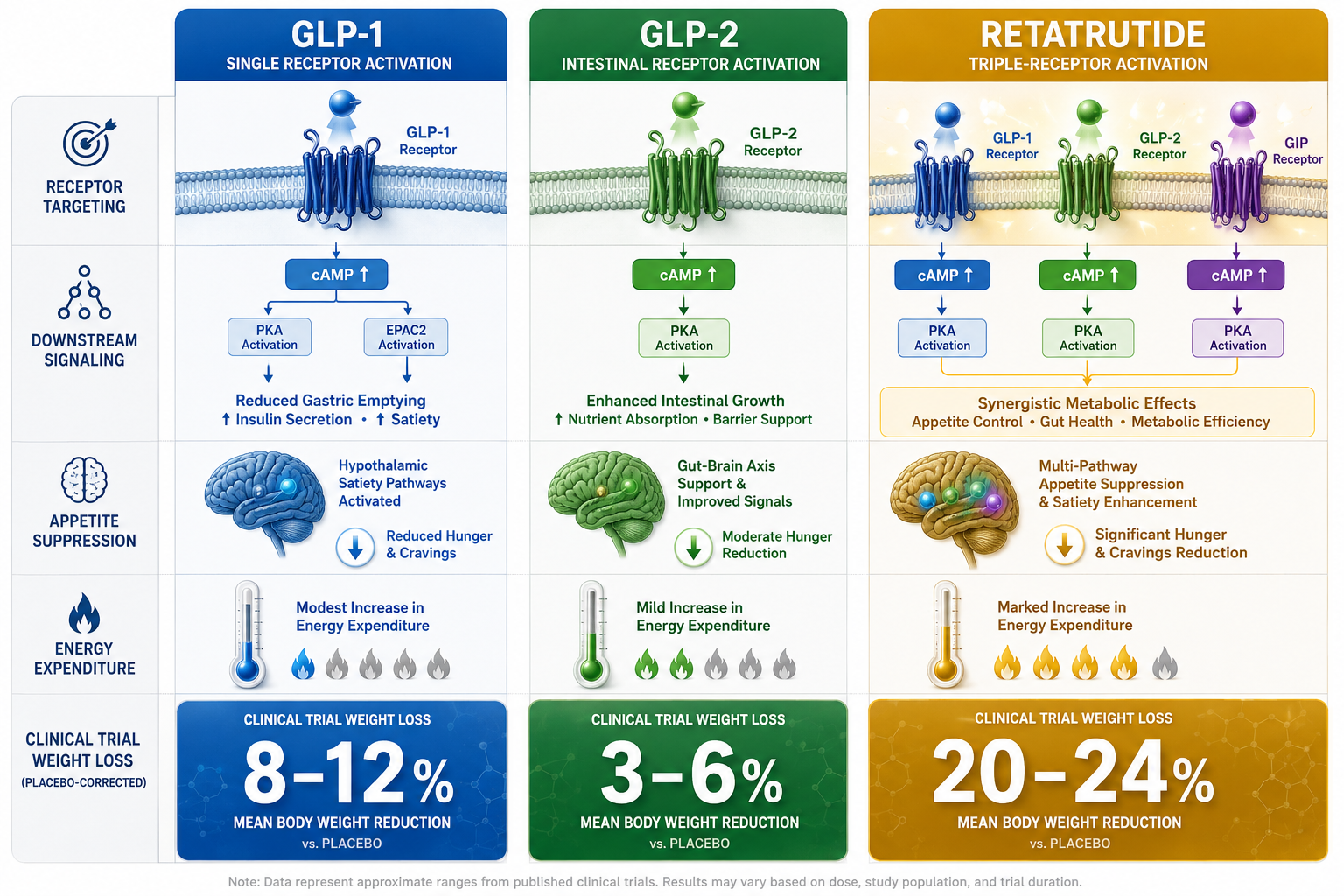 Downstream Signaling Pathways: Where GLP-3 Retatrutide vs. GLP-1 and GLP-2 Research Models Diverge