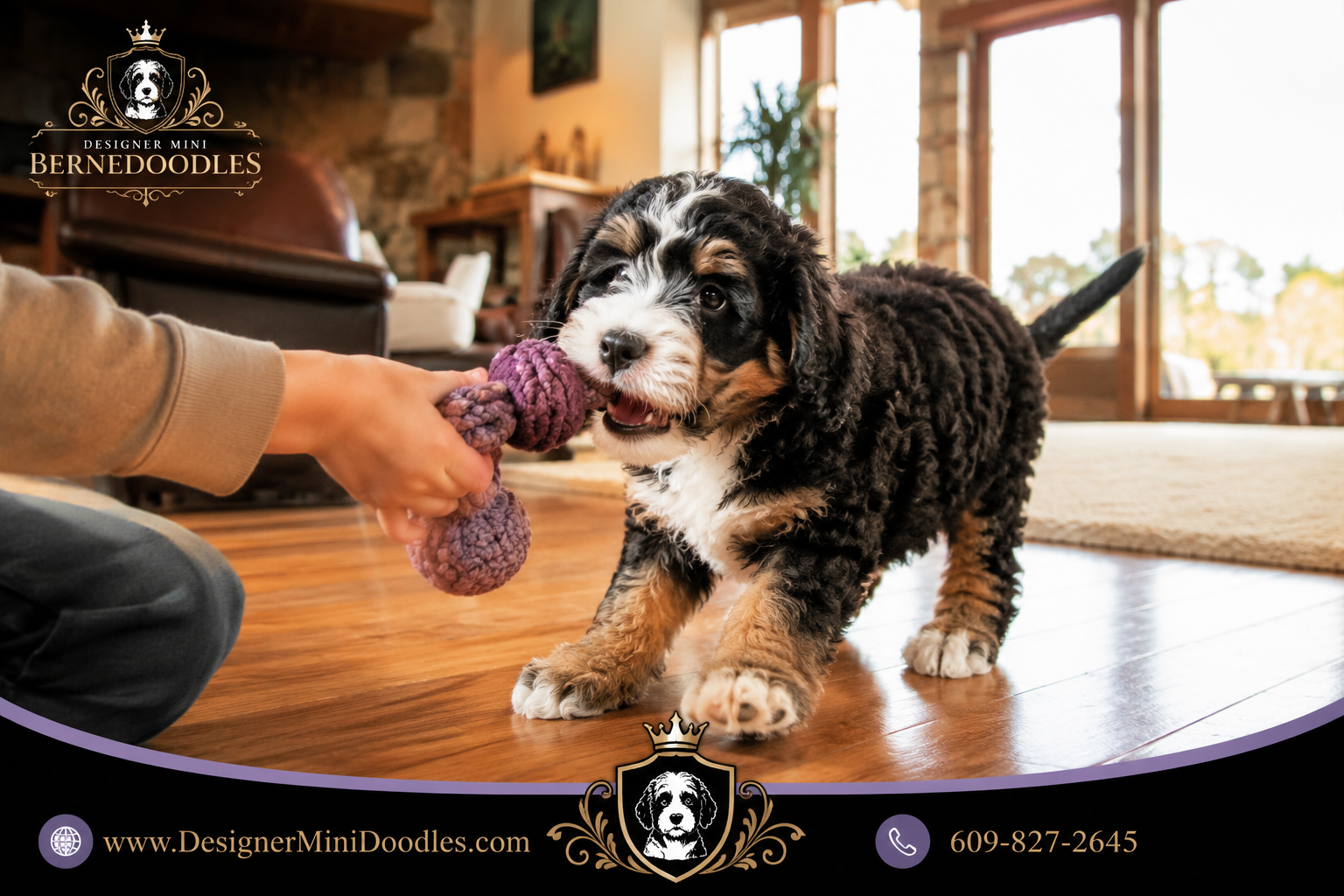 mini bernedoodle breeders Texas