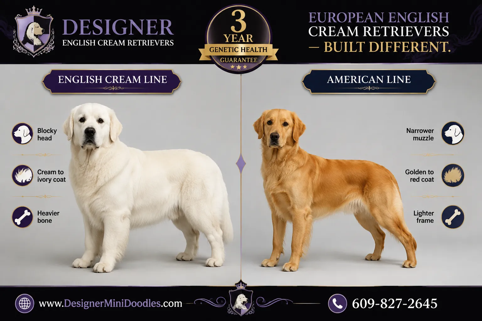 english cream golden retriever puppies Tampa